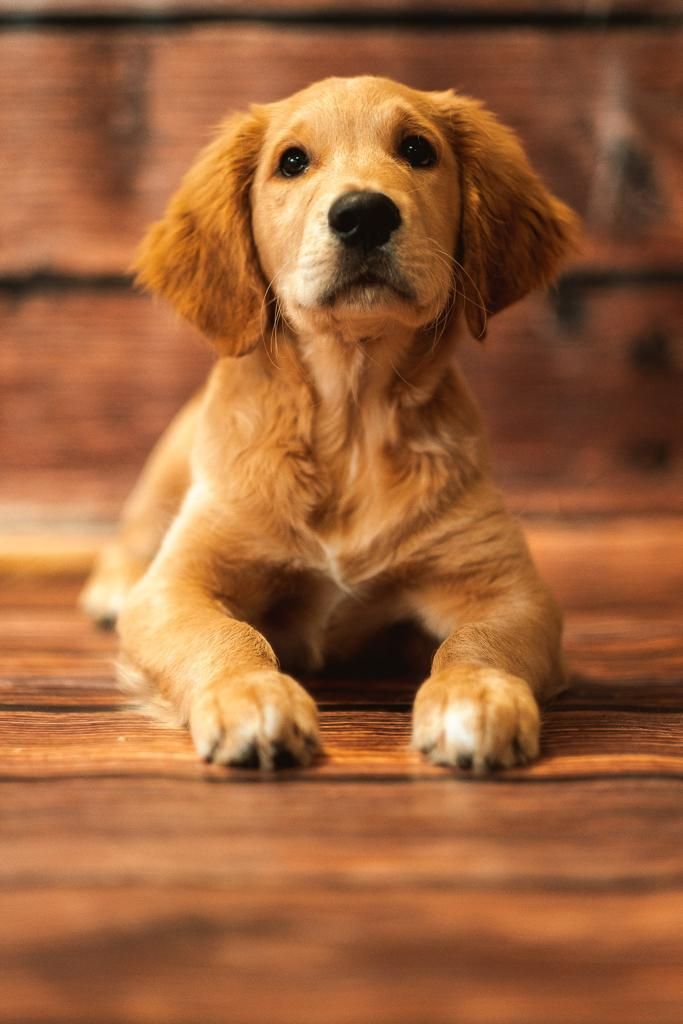 Golden Retriever Berlin Goldene Retriever Welpen Retriever Welpen Goldige Retriever Welpen Retrieverwelpen Sommer 2018 Carl Cooper