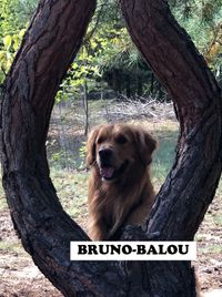 BBruno Balou_8596
